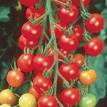 Tomato, Sweet 100, 4 in