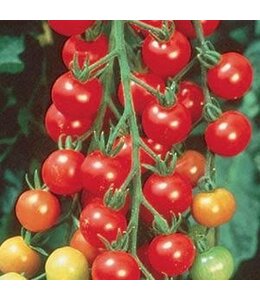 Tomato, Sweet 100, 4 in
