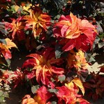 Amaranthus, Carnival 4 in