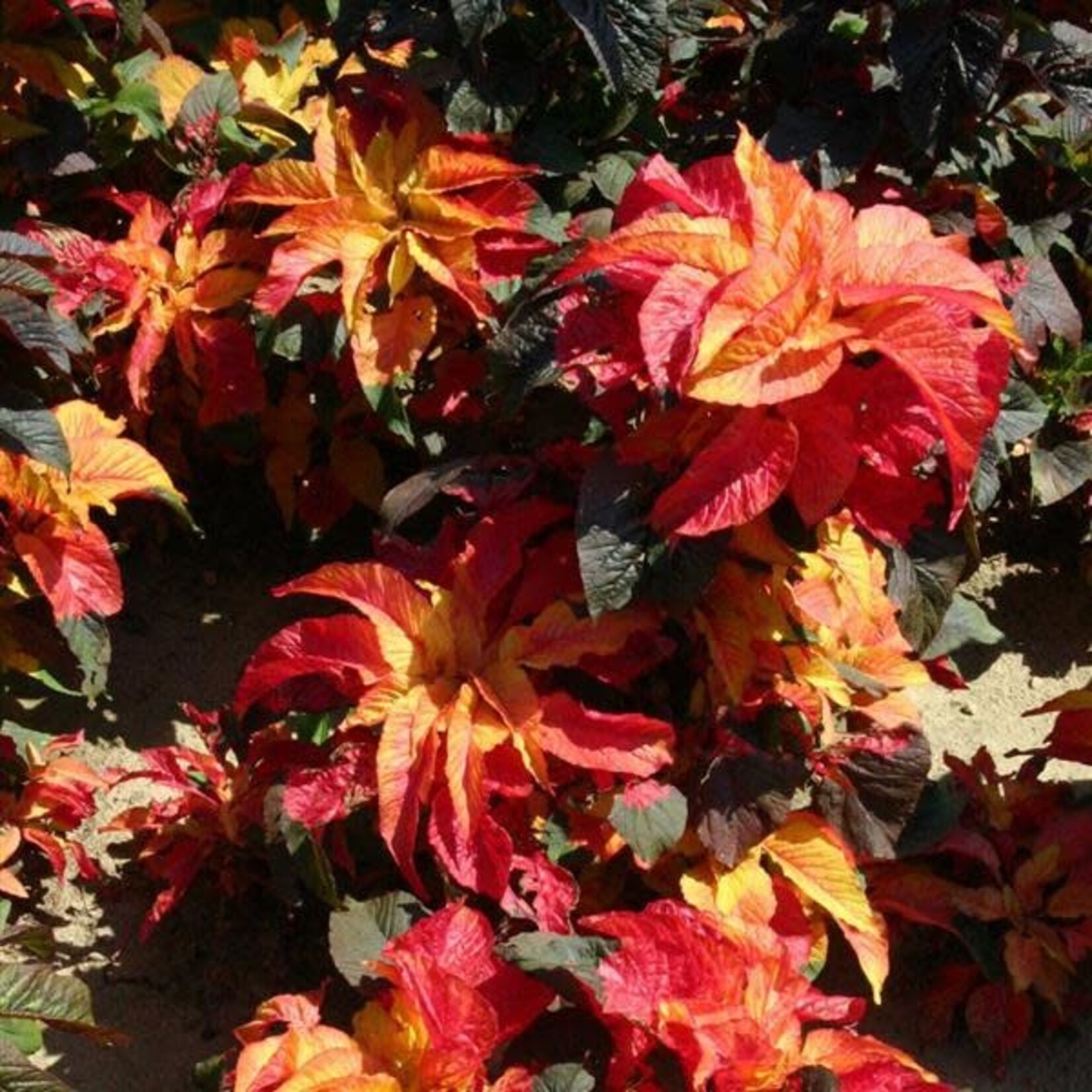 Amaranthus, Carnival 4 in