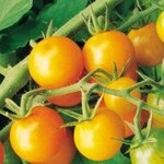 Tomato, Sungold 3gal with Cage