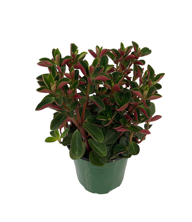 Peperomia, Double Duty 3 in