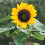 Sunflower,  Big Smile 4 in