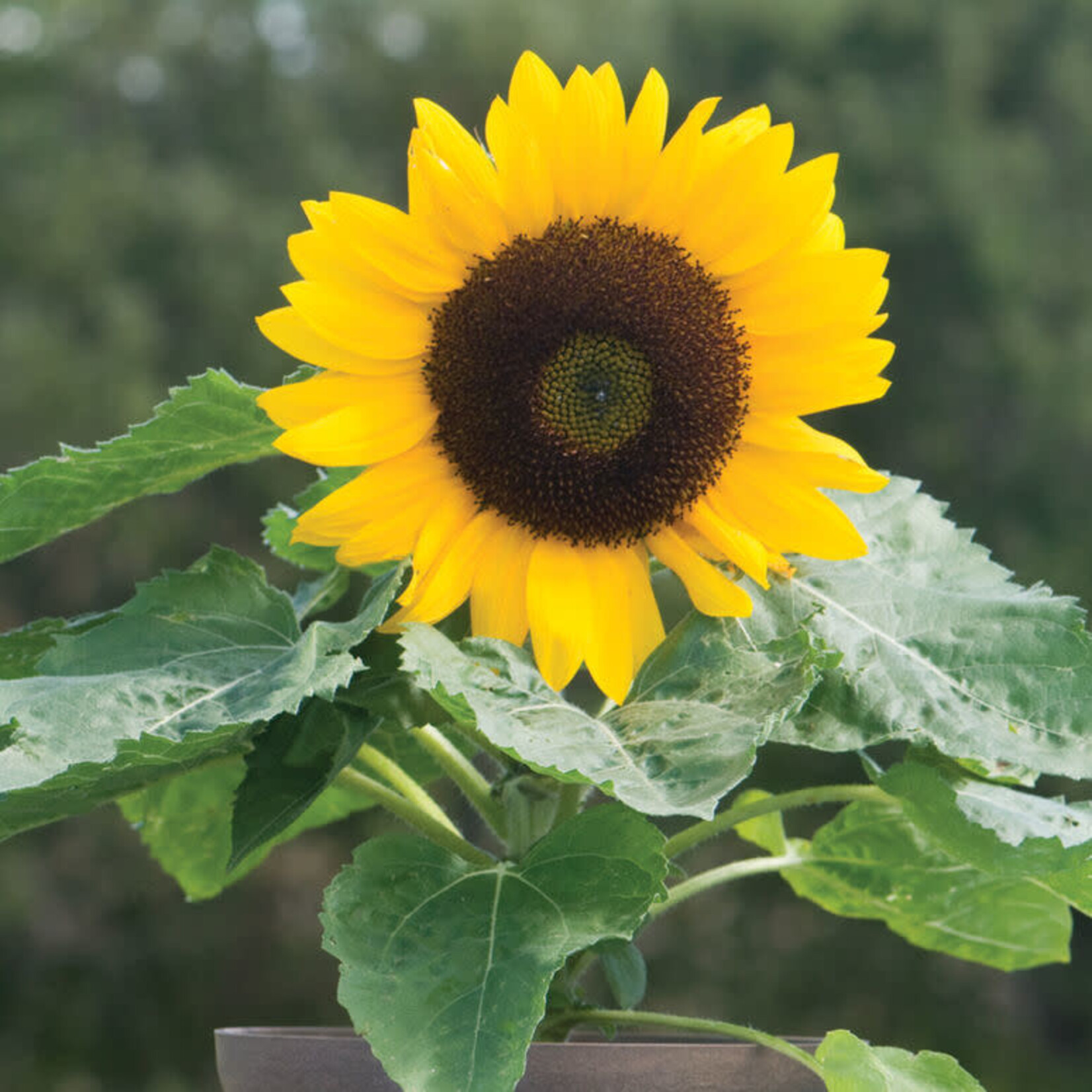 Sunflower,  Big Smile 4 in
