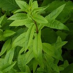 Herb, Lemon Verbena 4 in