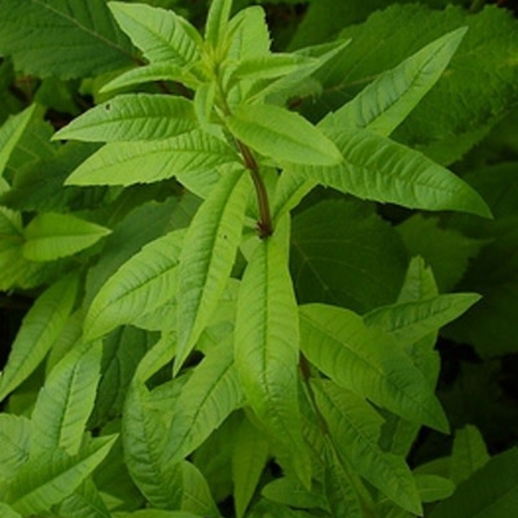 Herb, Lemon Verbena 4 in