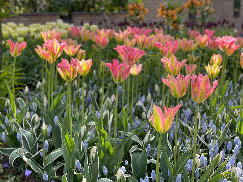 tulips