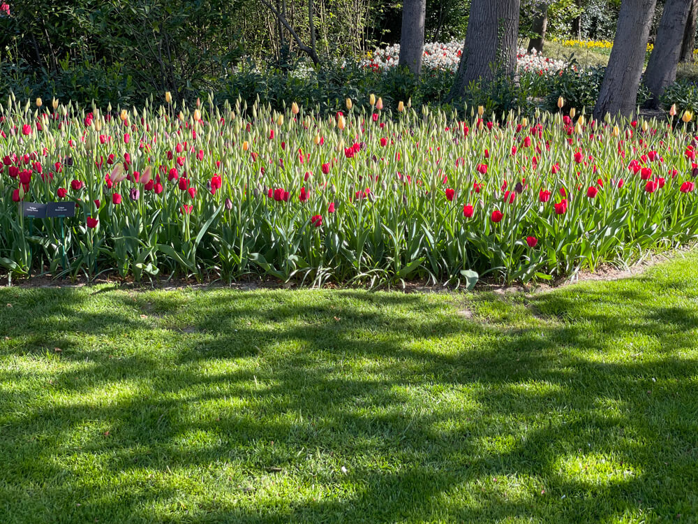 tulips