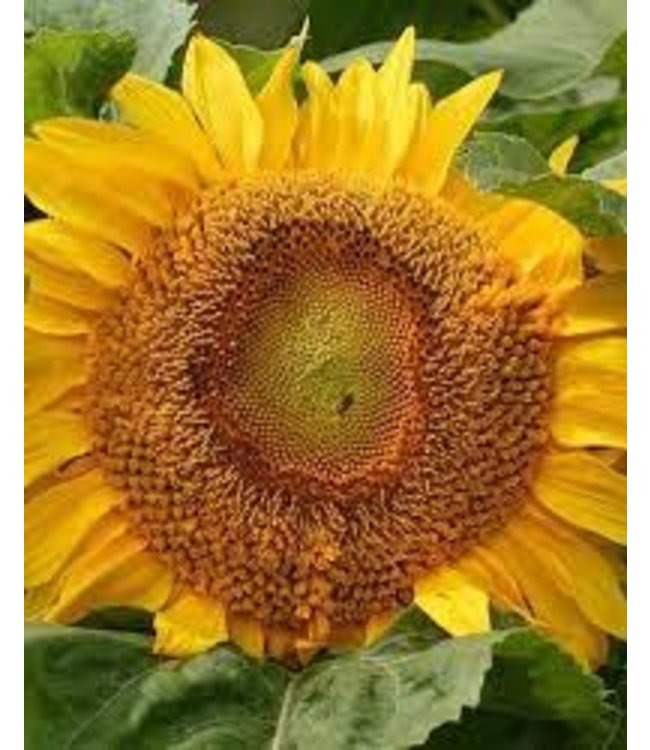 Seeds, Sunflower Titan (West Coast Seeds)