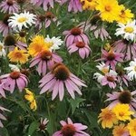 Seeds, Perennial Blend (West Coast Seeds)