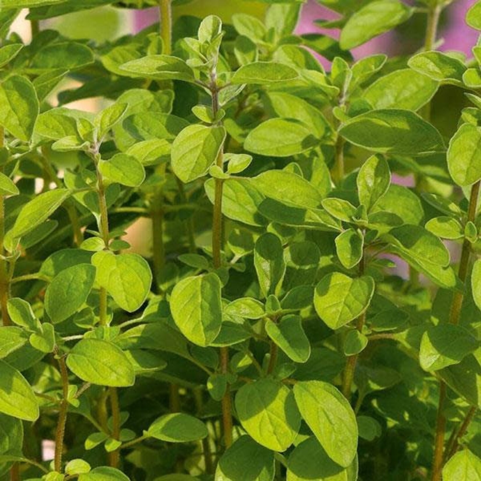 Herb, Oregano Italian 4 in