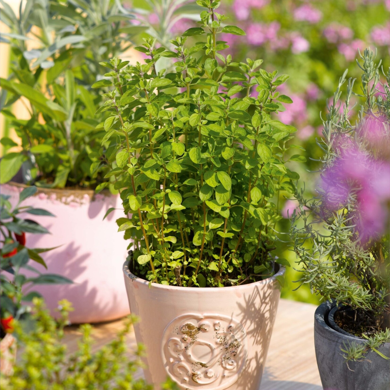 Herb, Oregano Italian 4 in