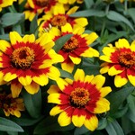 Zinnia, Profusion Red Yellow Bicolour 4 in