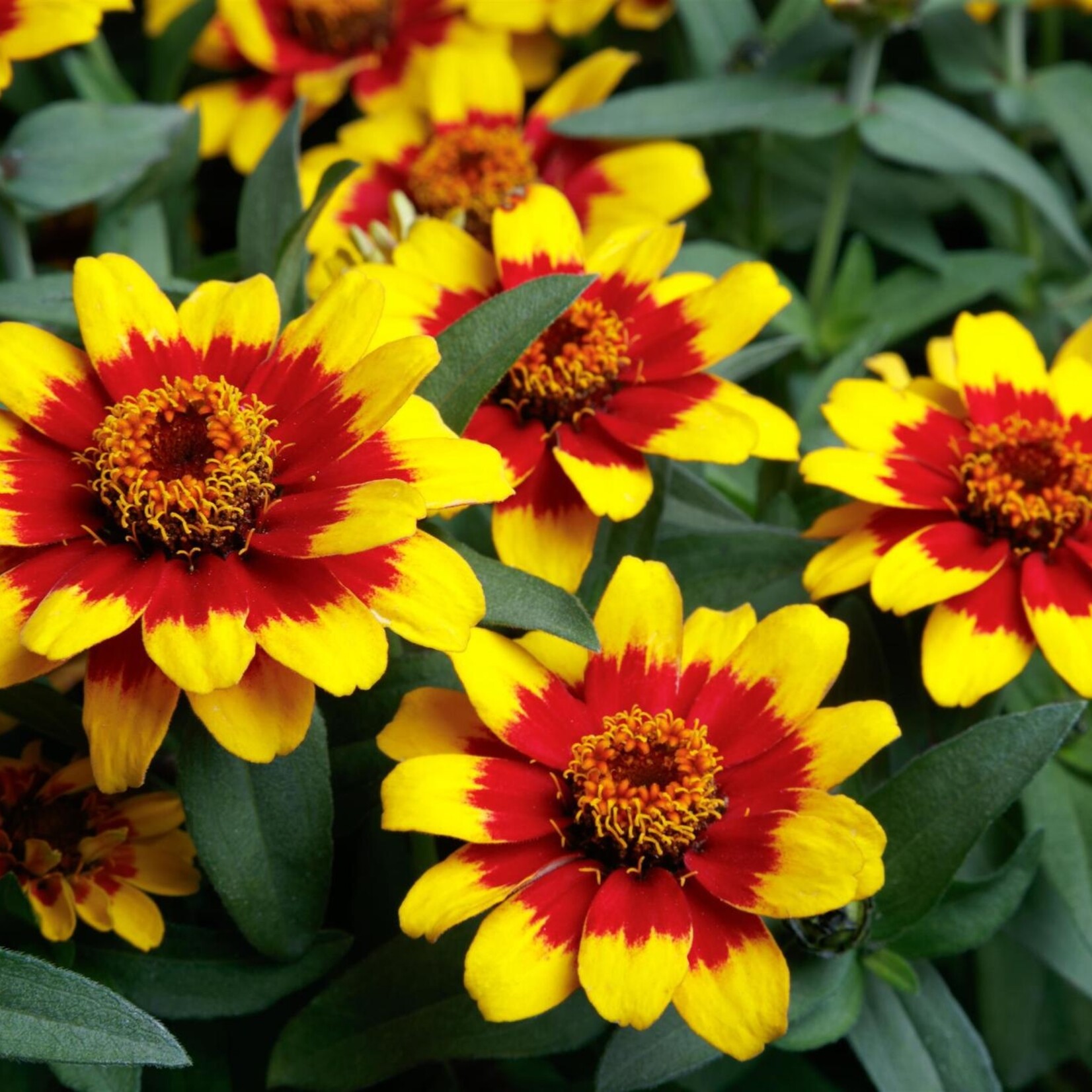 Zinnia, Profusion Red Yellow Bicolour 4 in