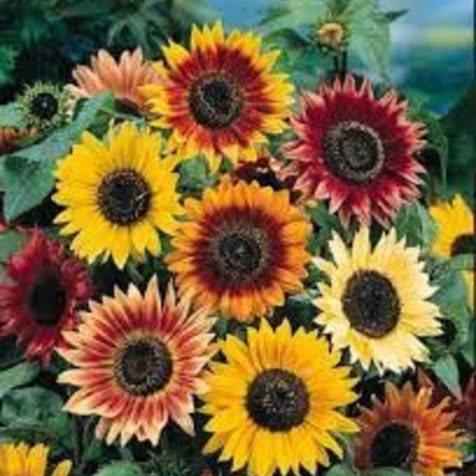 Seeds, Sunflowers Autumn Beauty (West Coast Seeds)