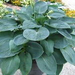 Hosta, Blue Vision 6 in