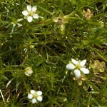 Irish Moss 4 in