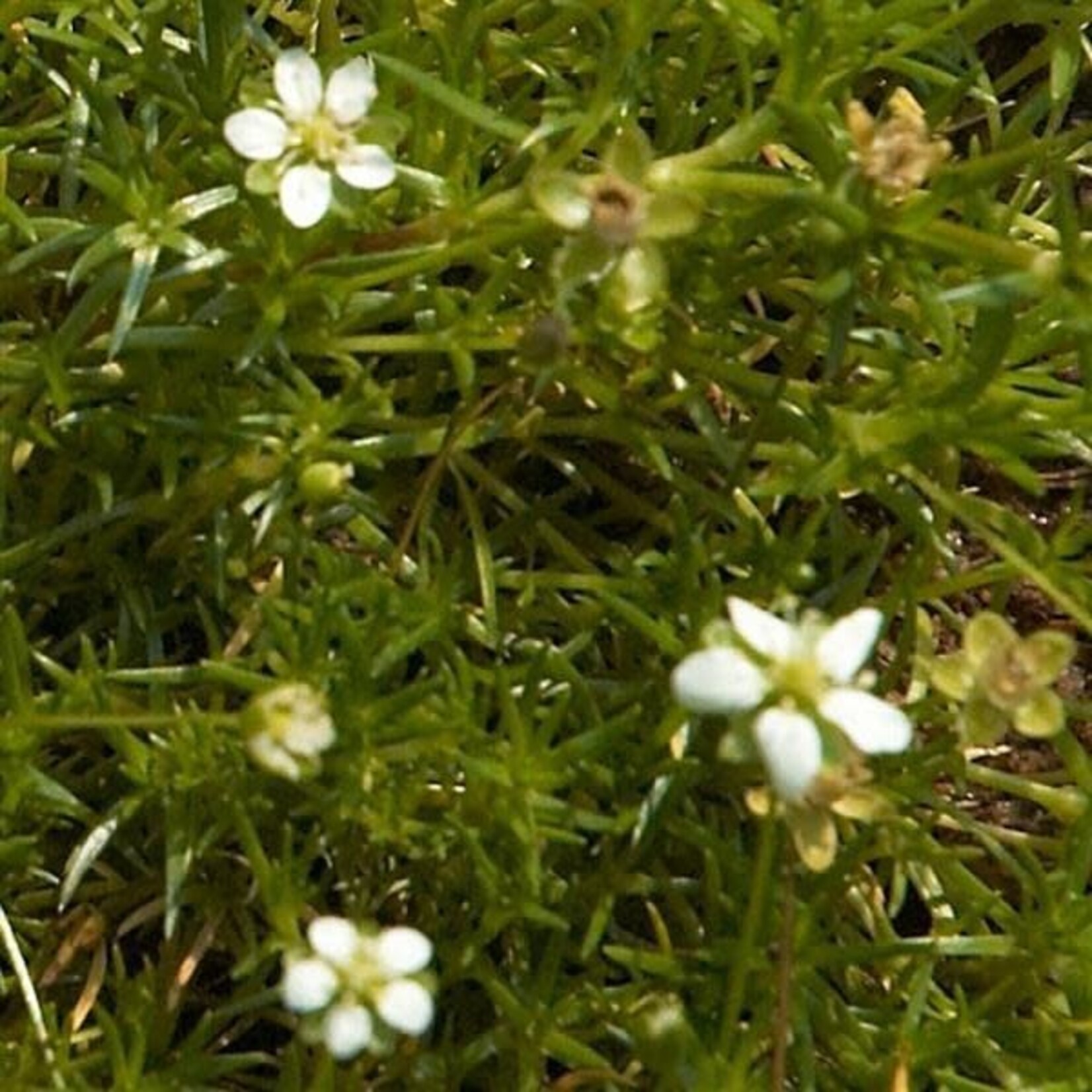 Irish Moss 4 in