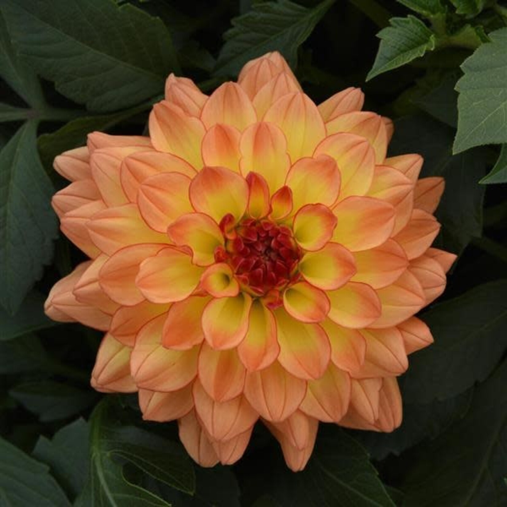 Dahlia, Venti Tequila Sunrise 1G