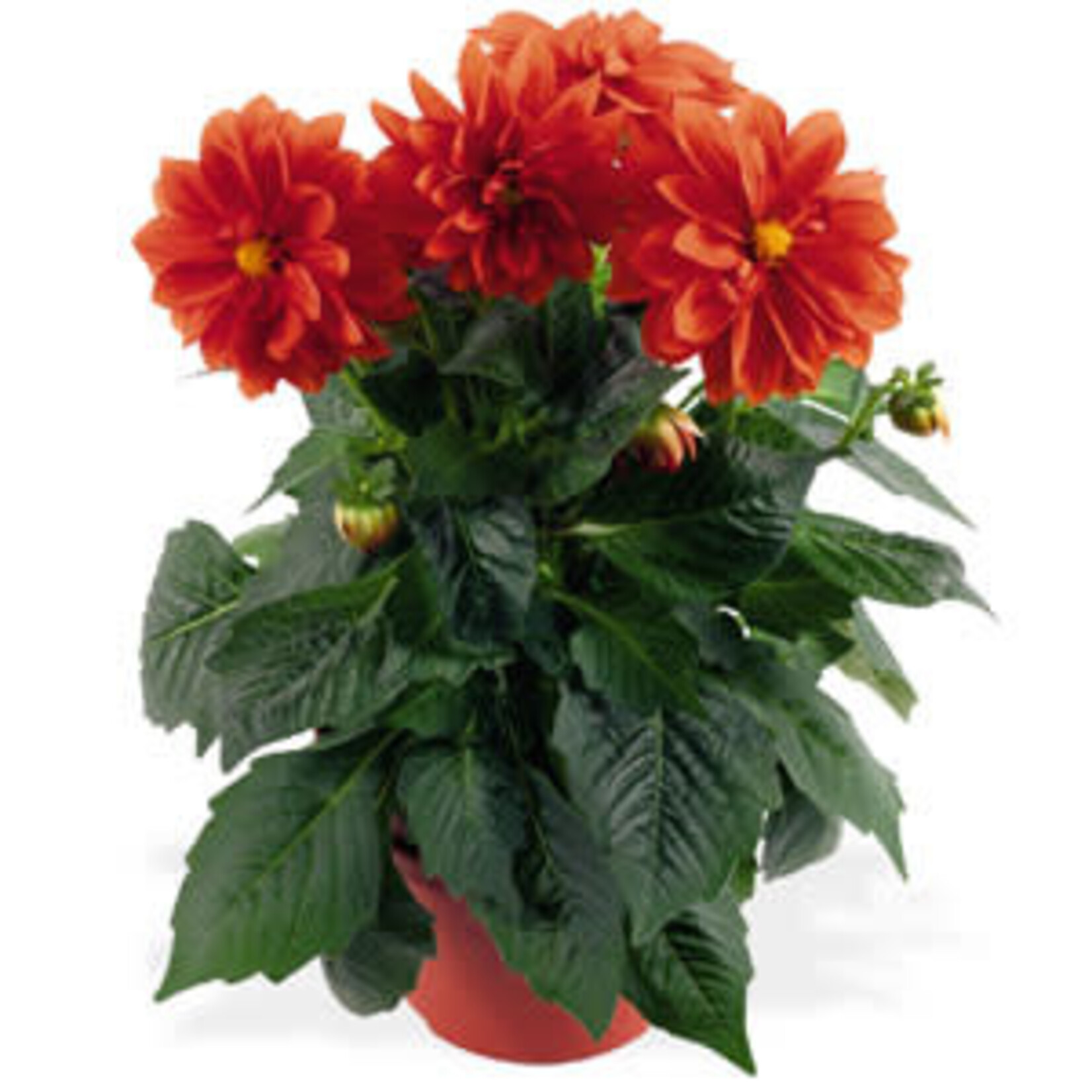 Dahlia, Dahlinova Carolina Orange 4 in