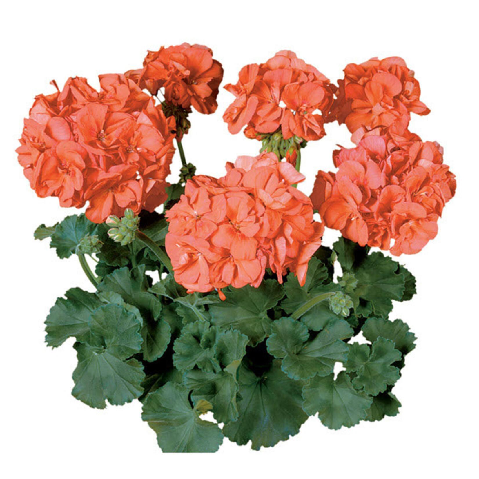 Geranium, Zonal Tango 4 in