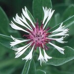 Cornflower, Amethyst in Snow 4 in