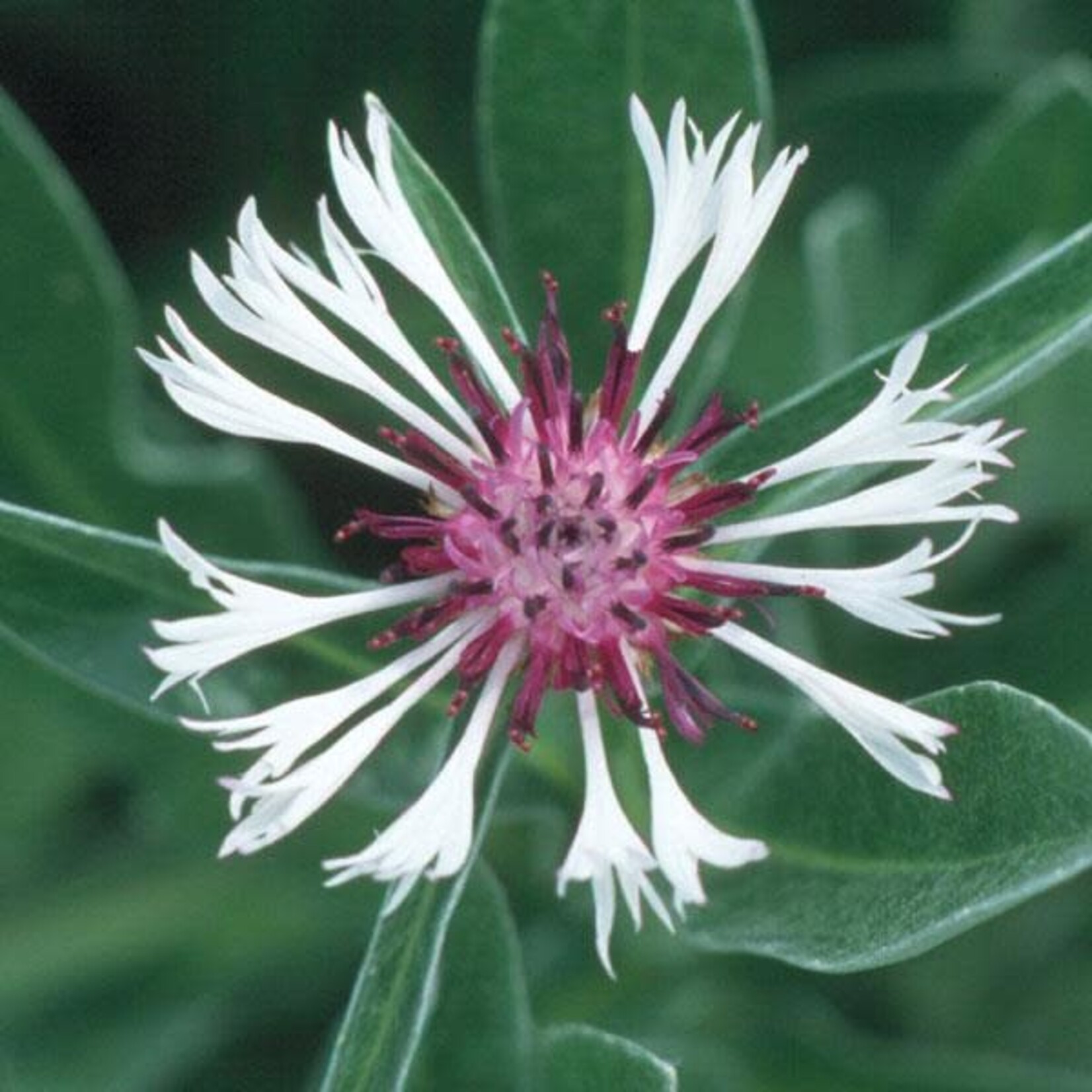 Cornflower, Amethyst in Snow 4 in