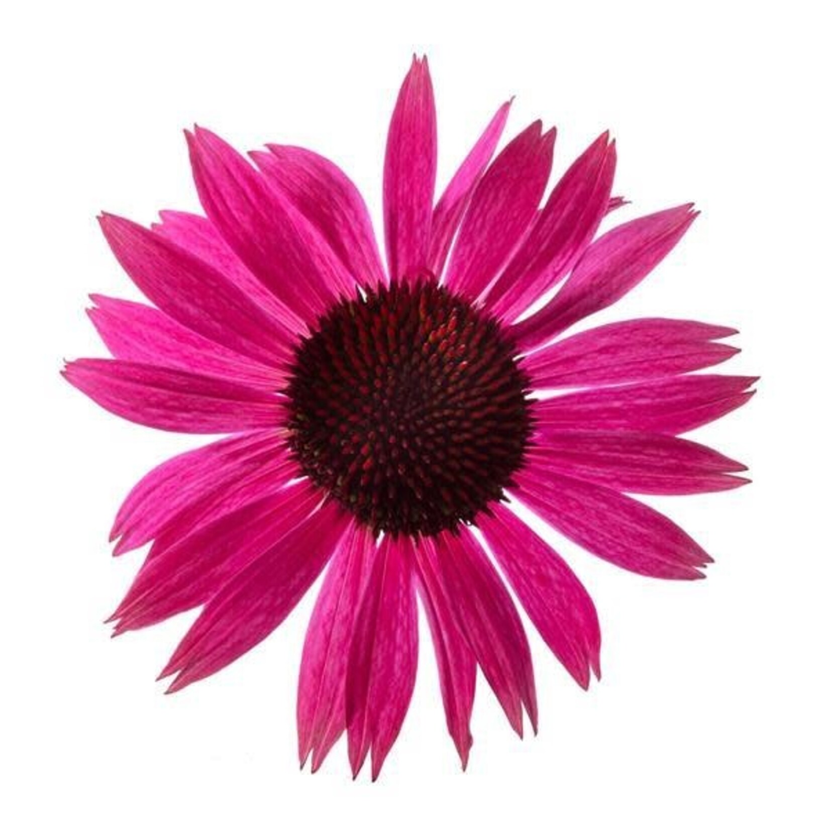 Echinacea Coneflower, Prairie Splendor 4 in