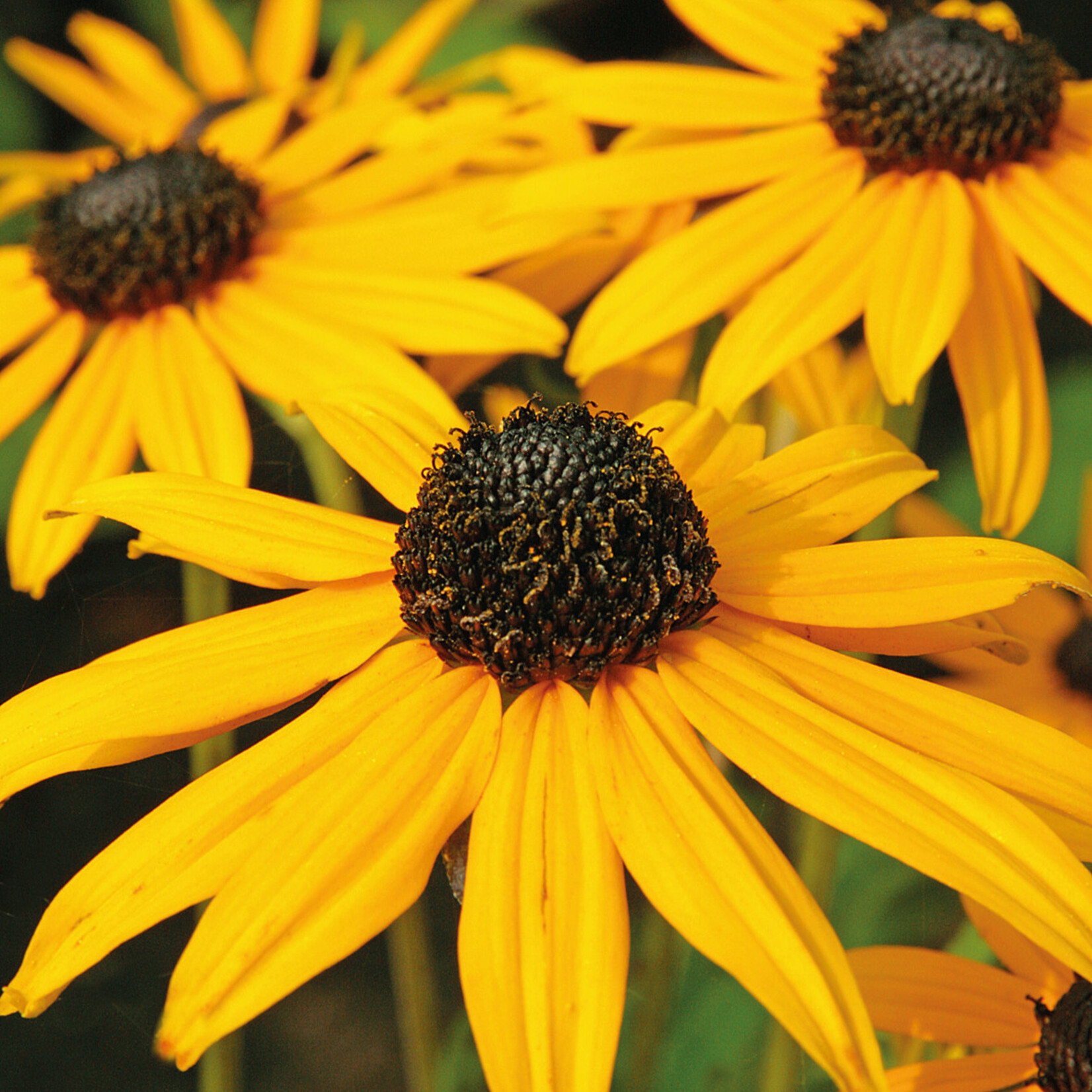 Rudbeckia, Goldsturm 6 in