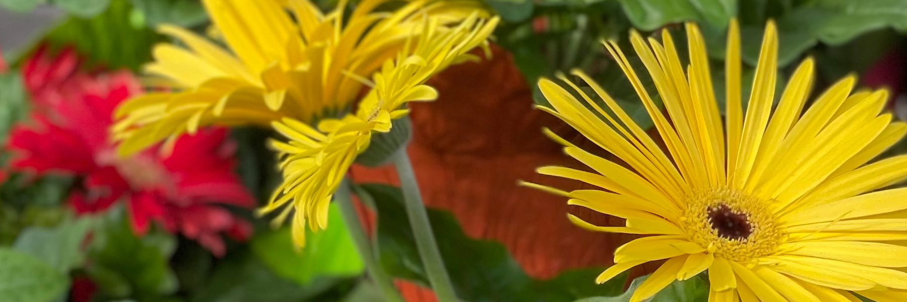 Edmonton Plant, Flower and Gift Gallery with Cafe Zocalo