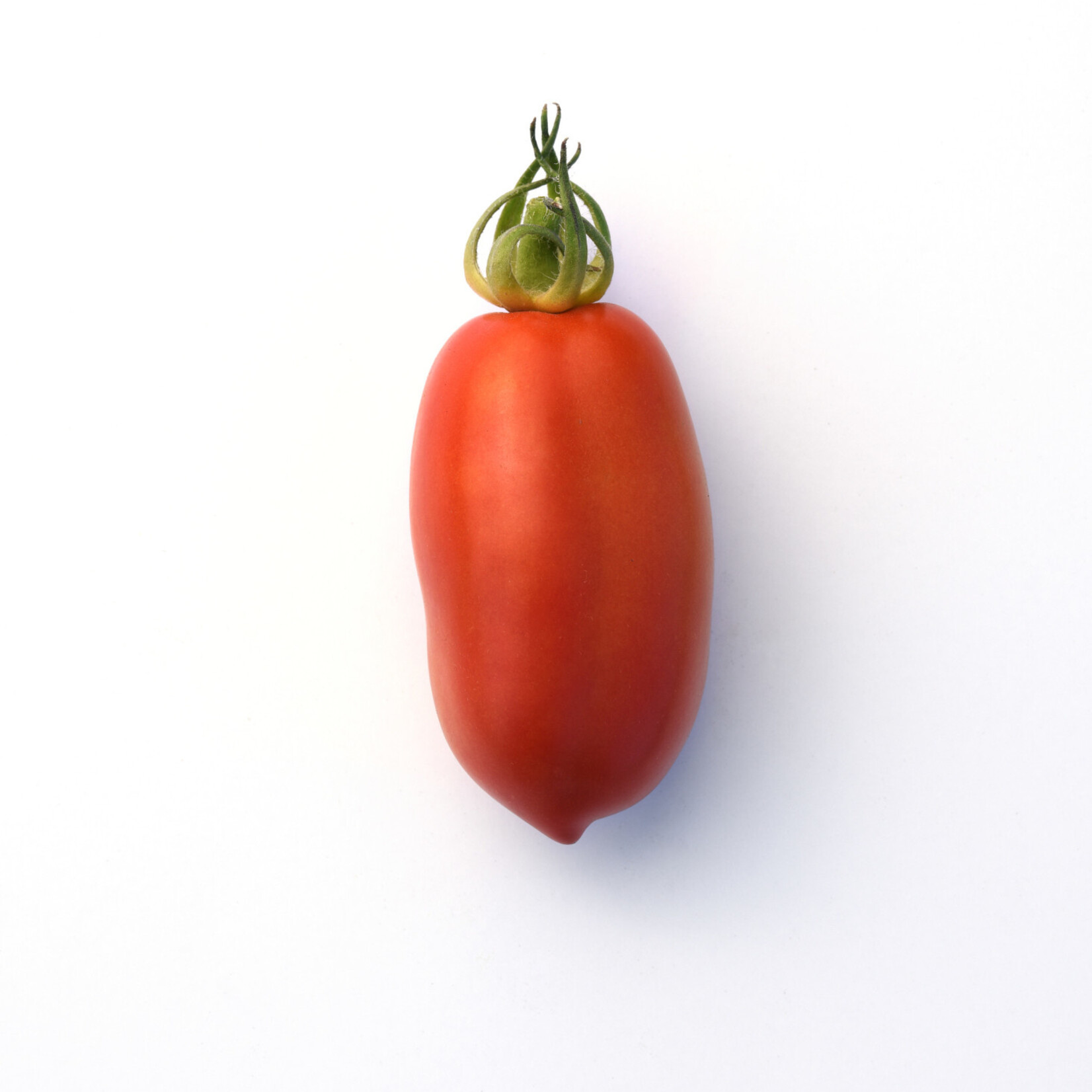Tomato, San Marzano 4 in