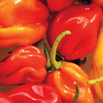 Seeds, Pepper Habanero (West Coast Seeds)