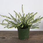 Heather, Erica Asst 4 in