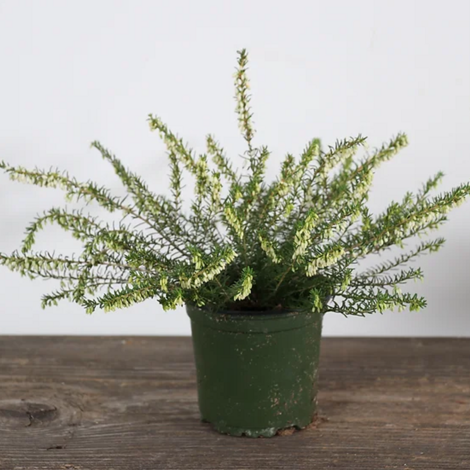 Heather, Erica Asst 4 in