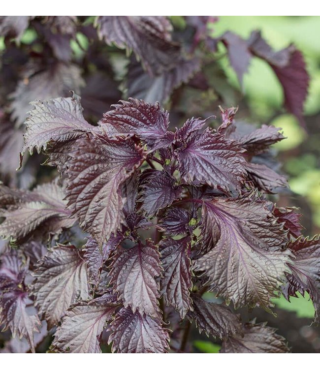 Seeds, Perilla Red Shiso (West Coast Seeds)