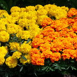 Marigold, French Happy Mix 6-pak