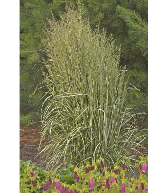 Calamagrostis, Avalanche Feather Reed Grass 6 in
