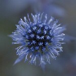 Eryngium, Sea Holly Blue Glitter 6 in