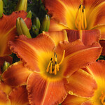 Hemerocallis, Daylily Bright Sunset 6 in