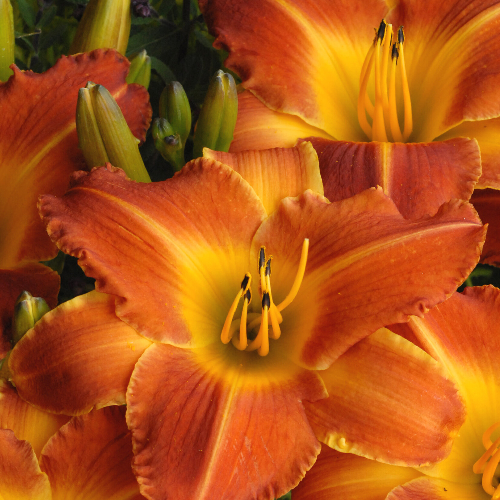 Hemerocallis, Daylily Bright Sunset 6 in