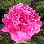 Peony, Kansas 2G