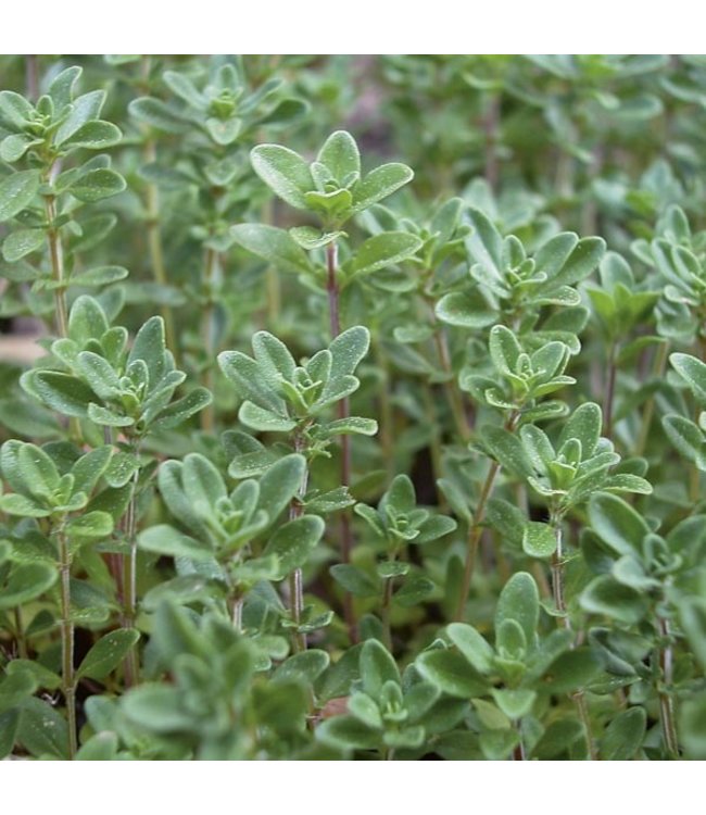 Herb, Thyme English 3 in