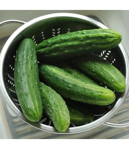 Cucumber, Patio Snacker 4 in