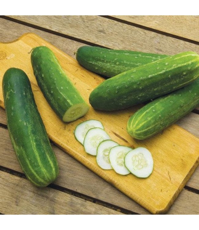 Cucumber, Straight Eight 4 in