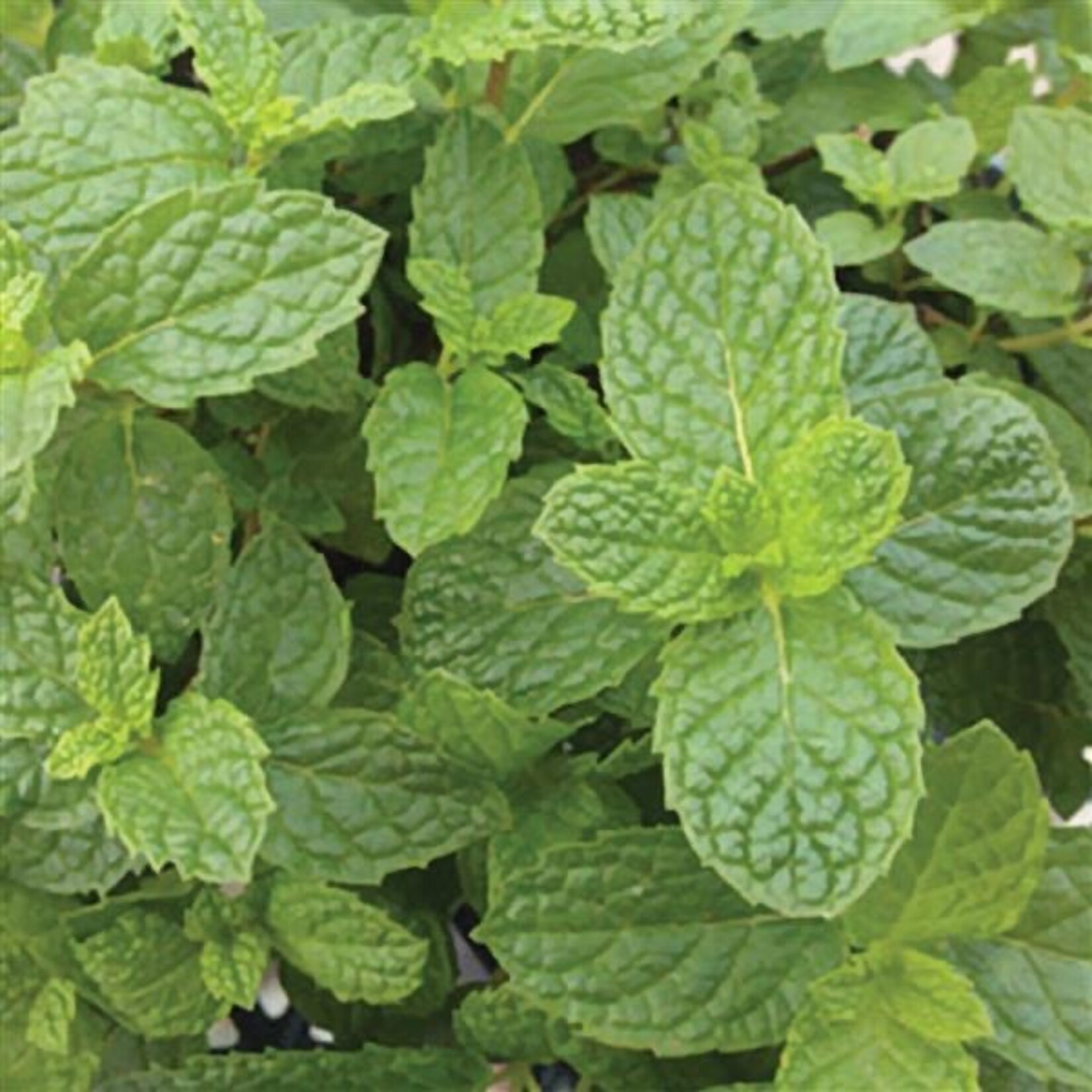 Herb, Mint Mojito 3 in