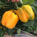 Pepper, Bell Yellow 4 in