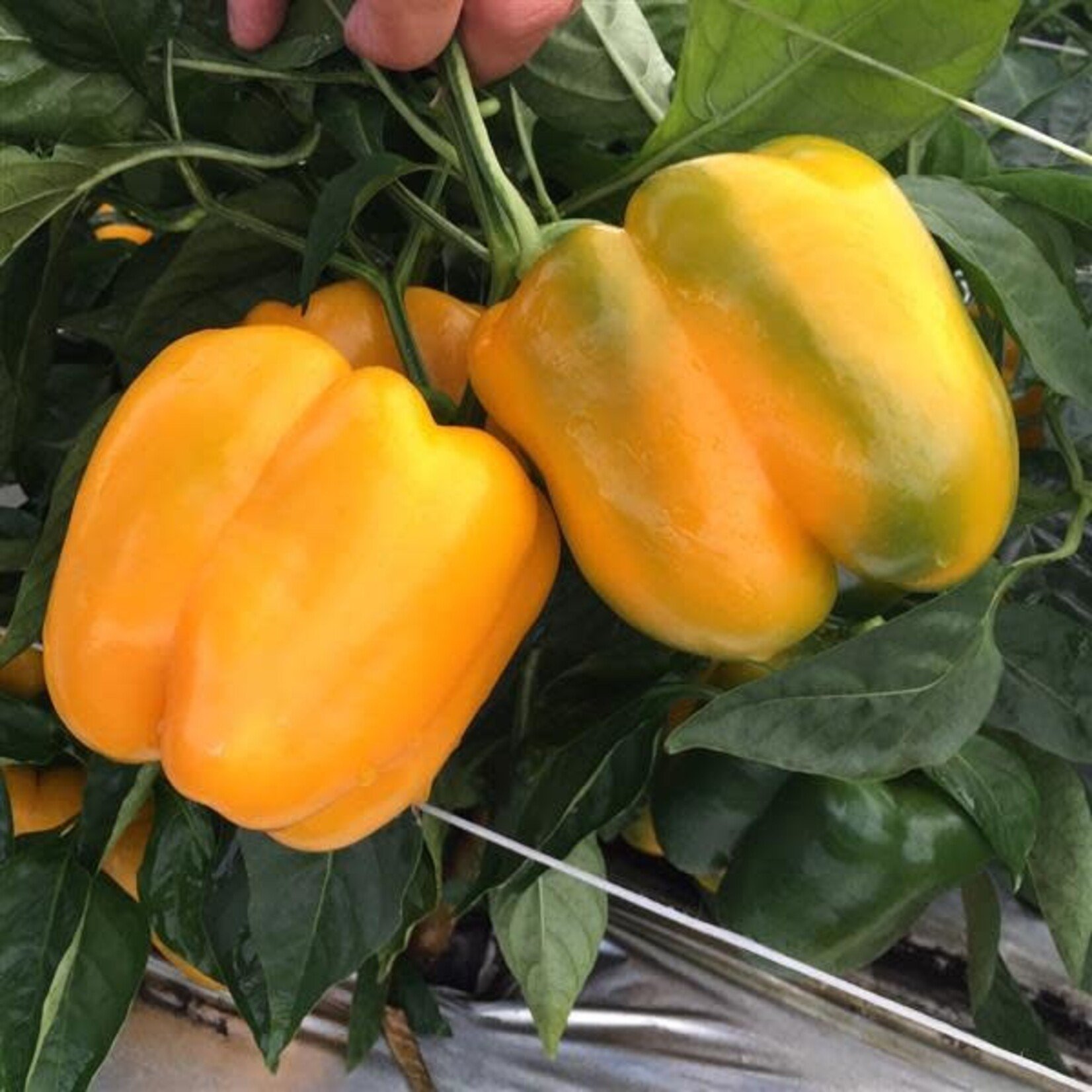 Pepper, Bell Yellow 4 in