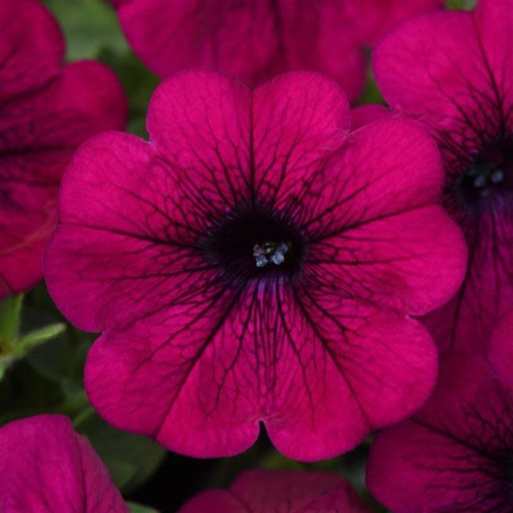 Petunia, Headliner Electric Purple 4 in
