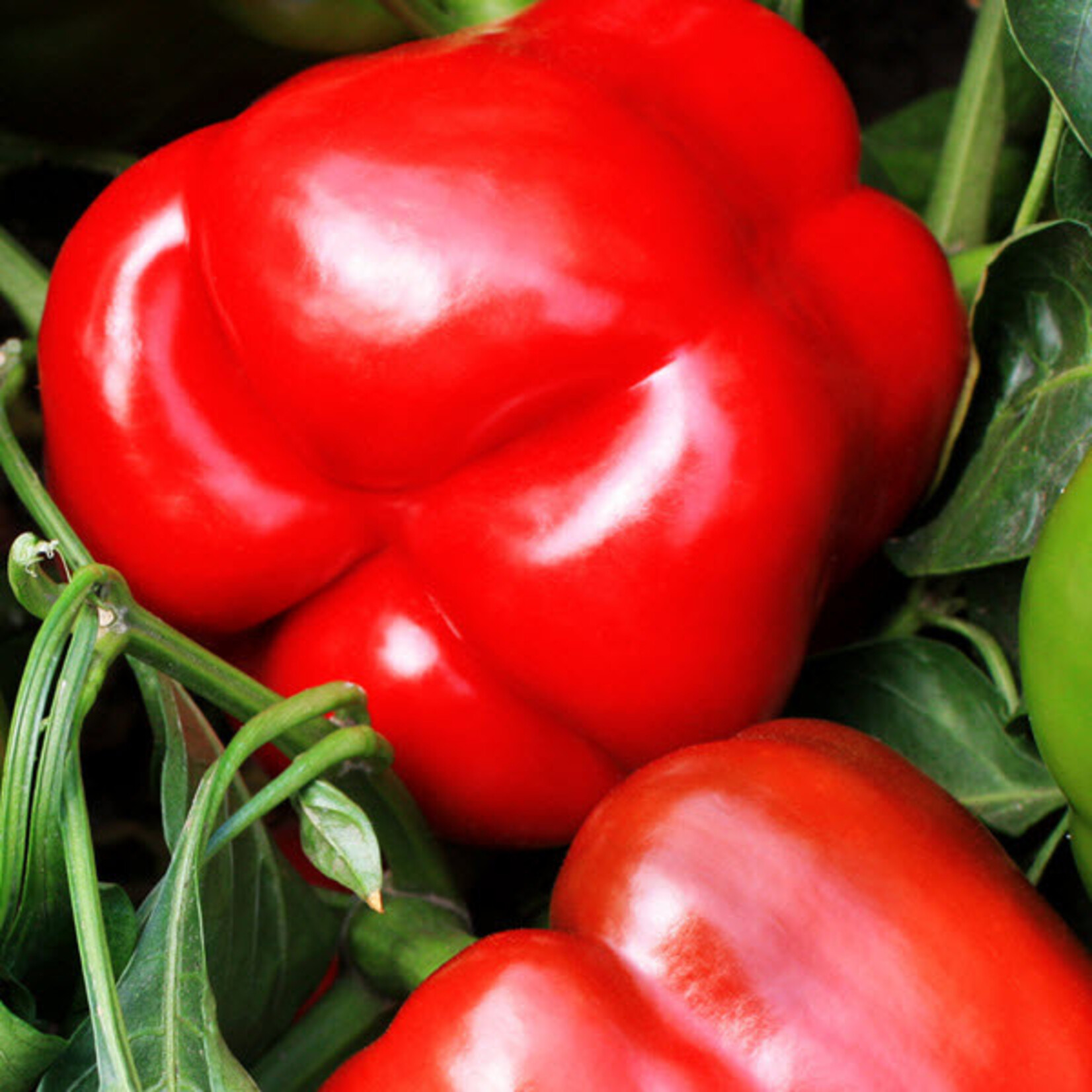Pepper, Bell Majestic Red 4 in