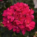 Geranium, Presto Violet Zonal 4 in